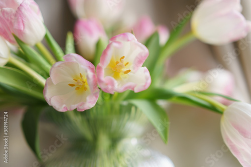 Close-up of beautiful Dutch pink tulips. © NatiZ