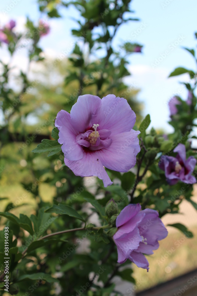 Hibiscus flower. Beautiful hibiscus bush bloomed. Hibiscus blooming postcard Hibiscus flower. Beautiful hibiscus bush bloomed. Hibiscus blooming postcard