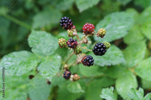 Beautiful tasty fresh wild fruit Blackberry plant berry growing.