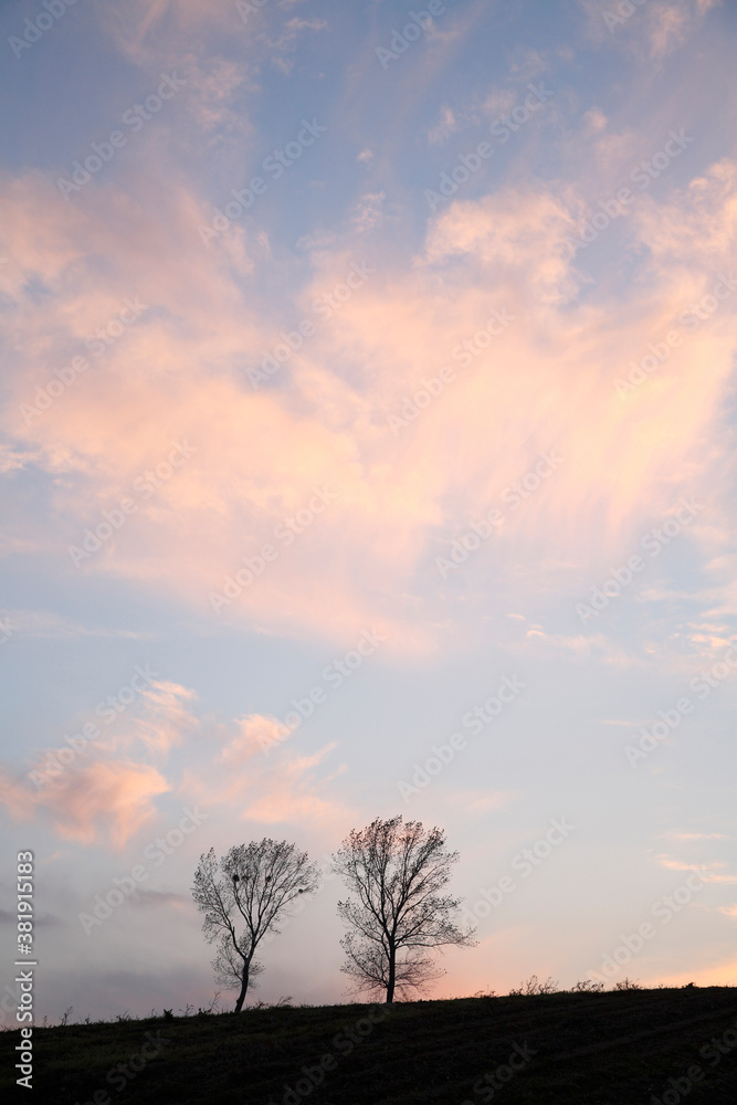 Obraz premium パフィーの木