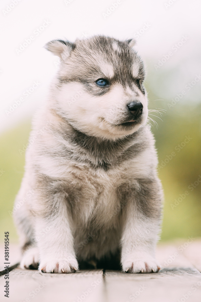 Four-week-old Husky Puppy Of White-gray Color Sitting On Wooden Ground