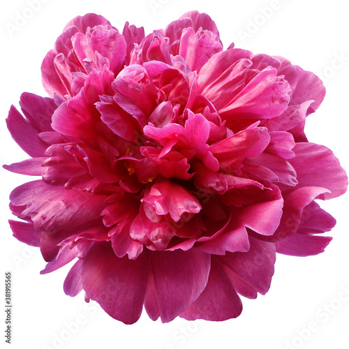 pink peony flower on a white isolated background with clipping path.  For design.  Closeup.  Nature.