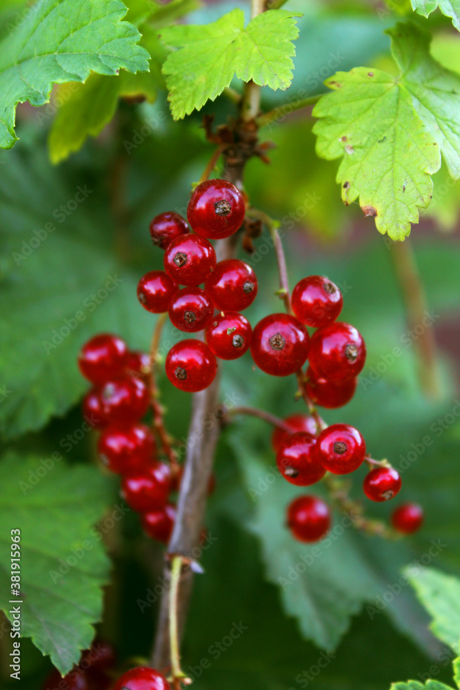 Red currant grows on a bush in the garden. Vitamins Red currant grows on a bush in the garden. Vitamins