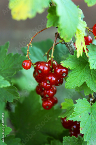 Red currant grows on a bush in the garden. Vitamins