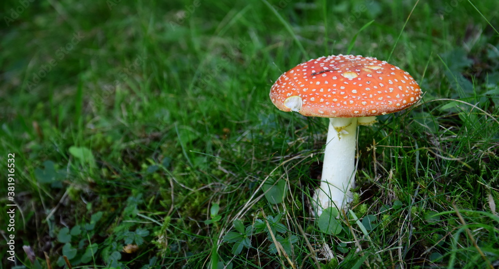 Giftiger roter Fliegenpilz mit weißen Punkten im grünen Gras einer Waldlichtung - Gefährlicher Giftpilz Giftiger roter Fliegenpilz mit weißen Punkten im grünen Gras einer Waldlichtung - Gefährlicher Giftpilz