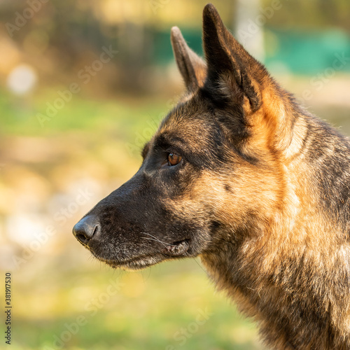 Loyal friend - German Shepherd close up  portrait