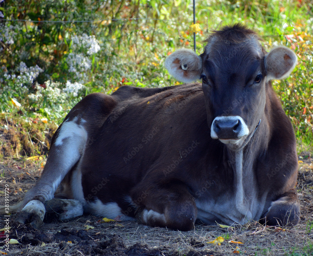 Jersey cattle are a small breed of dairy cattle. Originally bred in the