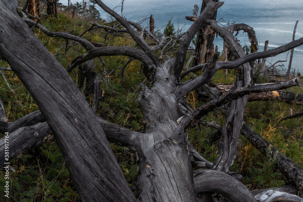 Dry dead gray tree with branches after fire, felled, lies in green grass. Baikal lake background. Nature.
