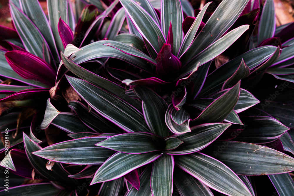 red and green cactus red and green cactus