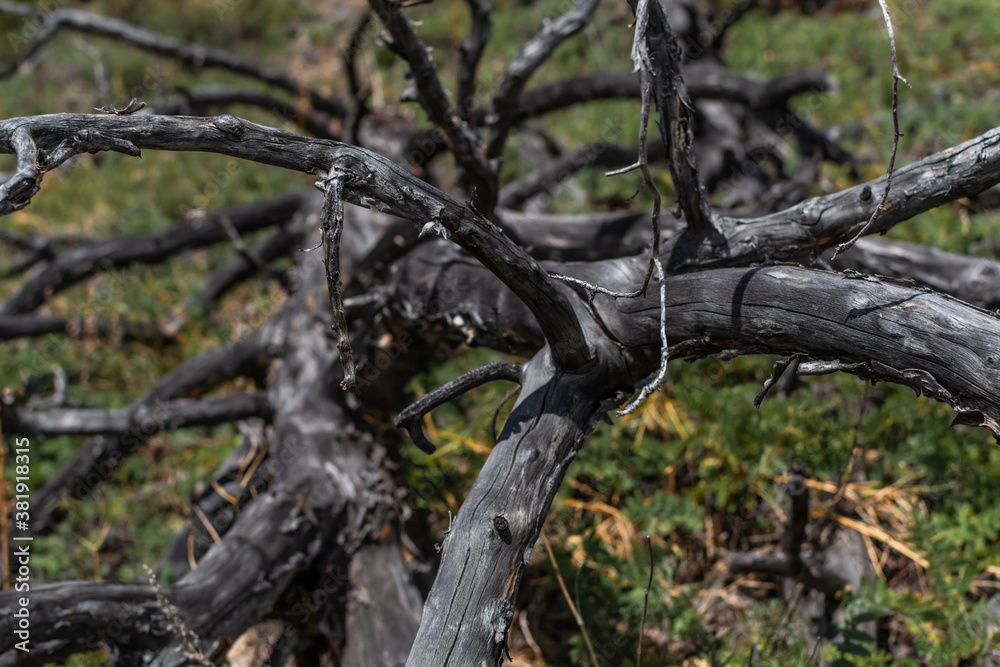 Dry dead gray tree branches after fire, felled, lies in green grass of Baikal steppe Dry dead gray tree branches after fire, felled, lies in green grass of Baikal steppe