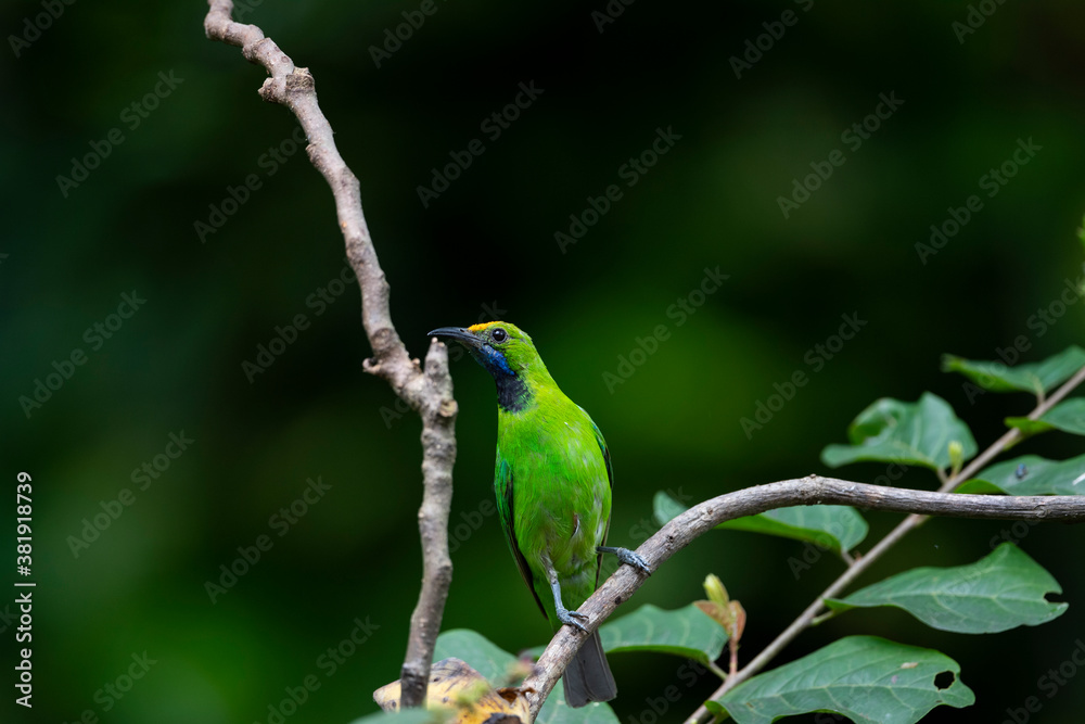 Golden - fronted Leafbird