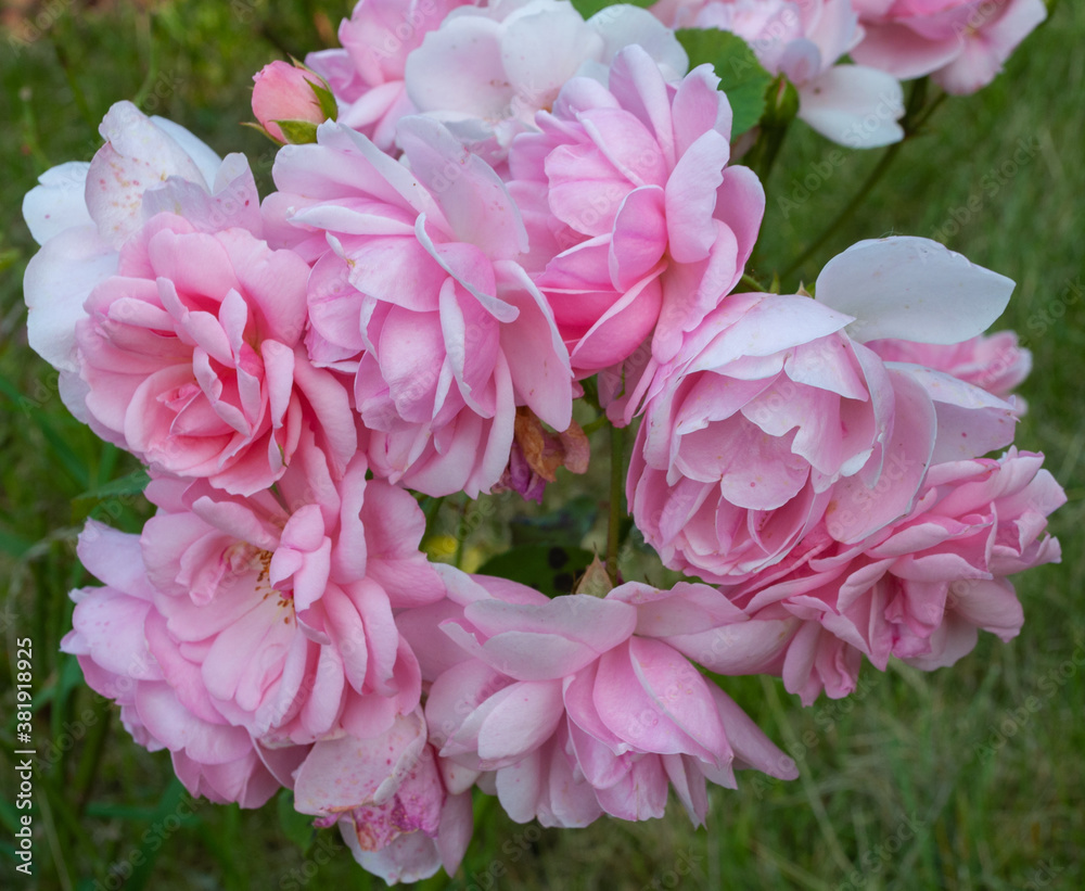 pink flower in the garden