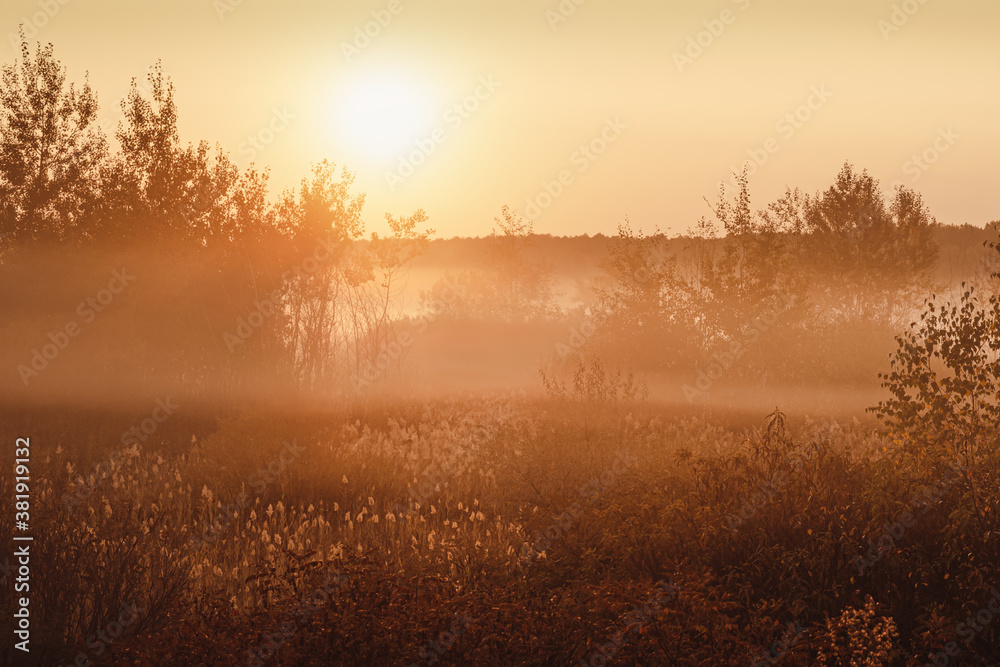 Fototapeta premium Sunrise over foggy area near the forest