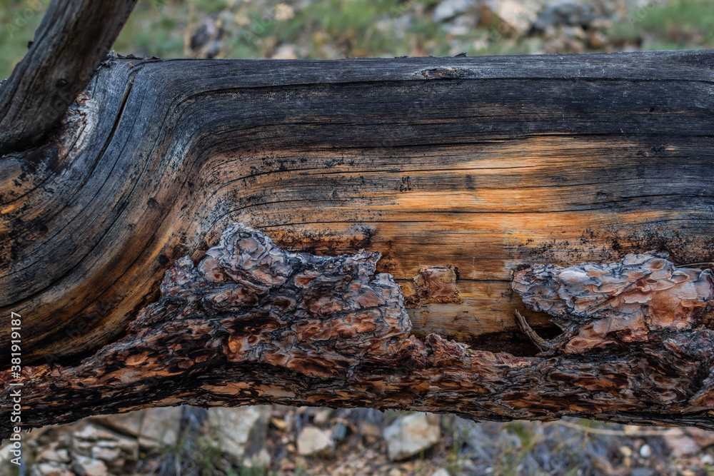 Dry red textured black soot trunk of tree after fire. Baikal nature. Dry red textured black soot trunk of tree after fire. Baikal nature.