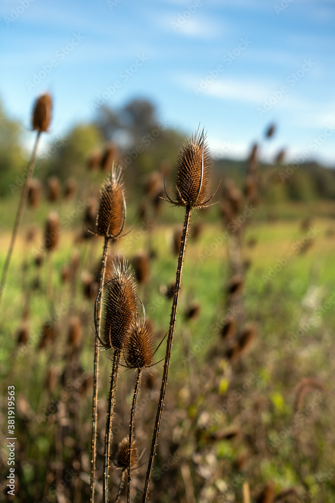 Verblühte Weberkarde auf einem feld- Erntezeit für Kardenwurzel zur Tinkturherstellung Verblühte Weberkarde auf einem feld- Erntezeit für Kardenwurzel zur Tinkturherstellung