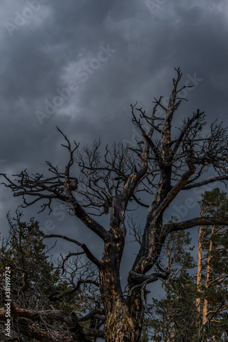 Beautiful twisted crooked dry dead tree after fire. Red black with soot textured trunks. Cloudy sky background. Baikal lake nature. Gloomy