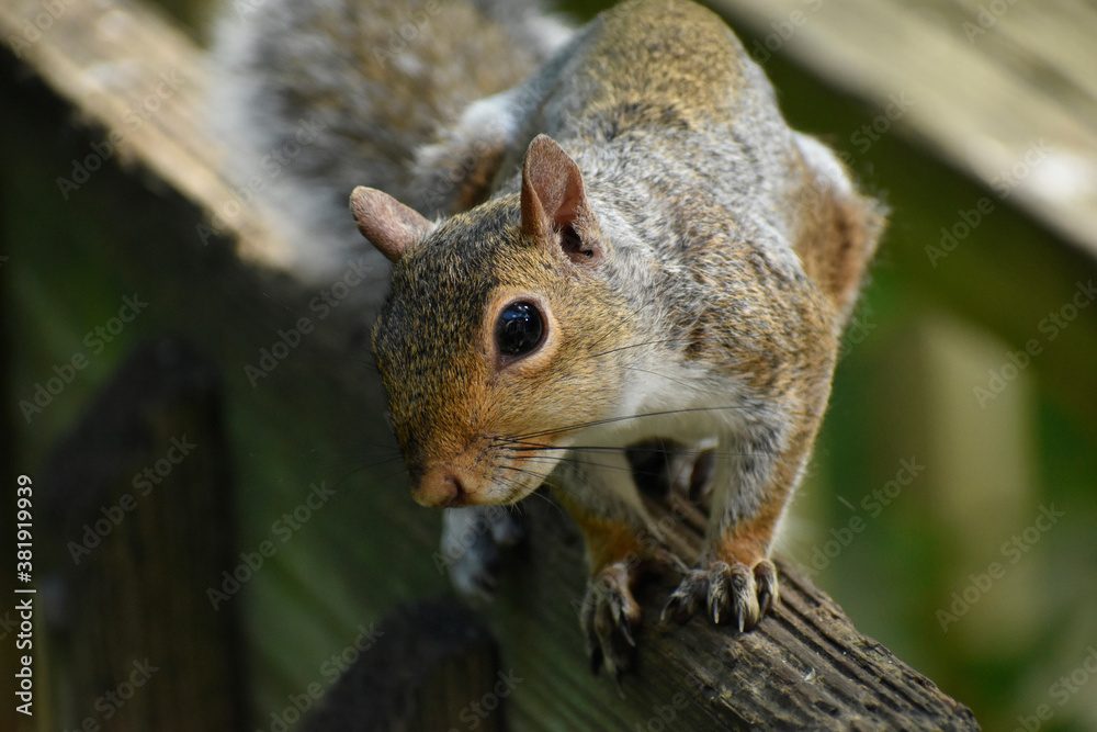 Extreme closup of a grey squirrel Extreme closup of a grey squirrel
