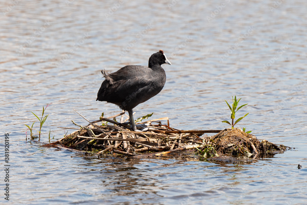 Foulque caronculée, Foulque à crète, .Fulica cristata, Red knobbed Coot Foulque caronculée, Foulque à crète, .Fulica cristata, Red knobbed Coot