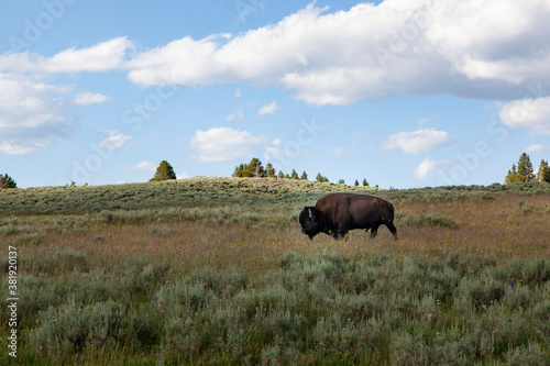 Bison in Hayden Valley Yellowstone