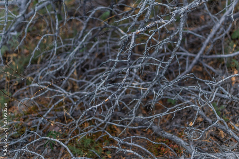 small thin gray light winding curved branches, pattern. Nature after fire small thin gray light winding curved branches, pattern. Nature after fire