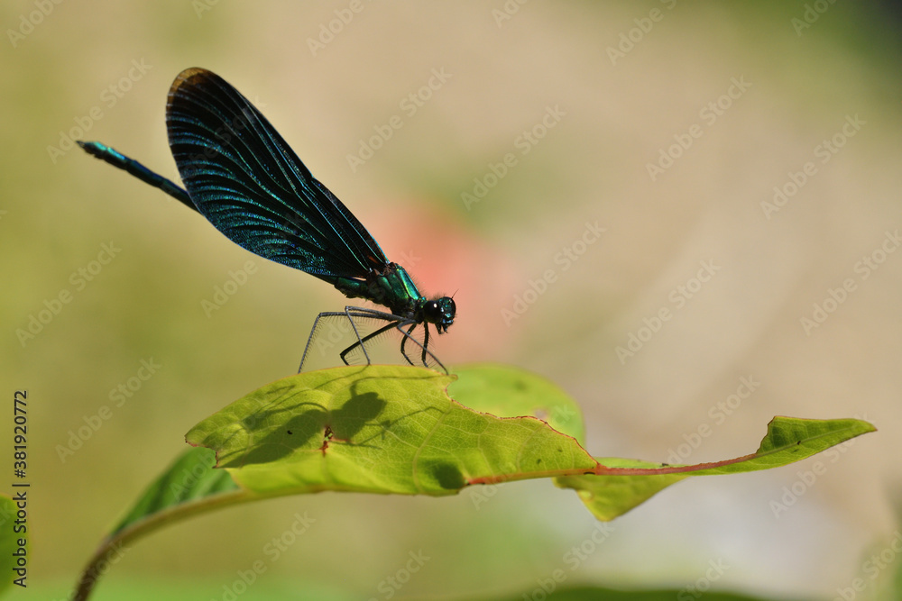 Banded demoiselle lurks for prey on the grass over flowing river water Banded demoiselle lurks for prey on the grass over flowing river water
