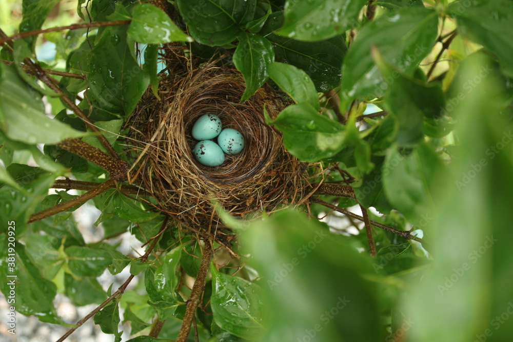 Bird eggs Bird eggs