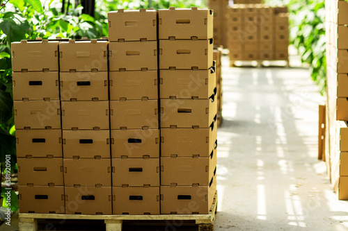 
boxes of vegetables in an industrial greenhouse
