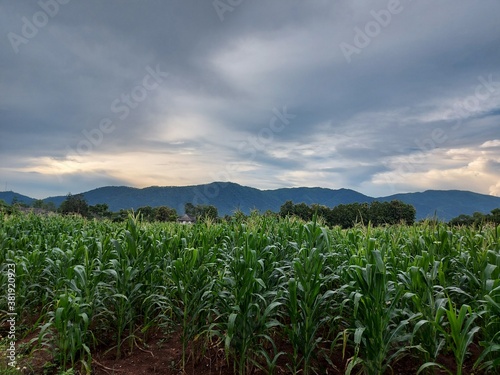 Corn fields behind mountains and evening sky