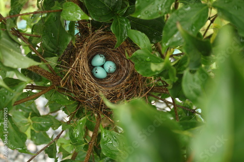 Bird eggs 