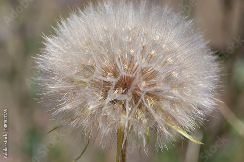 Macro dandelion