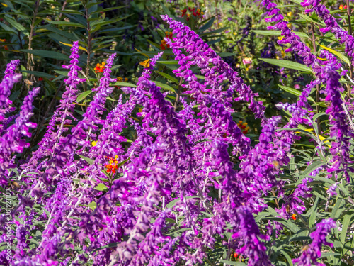 Butterflies resting in plants