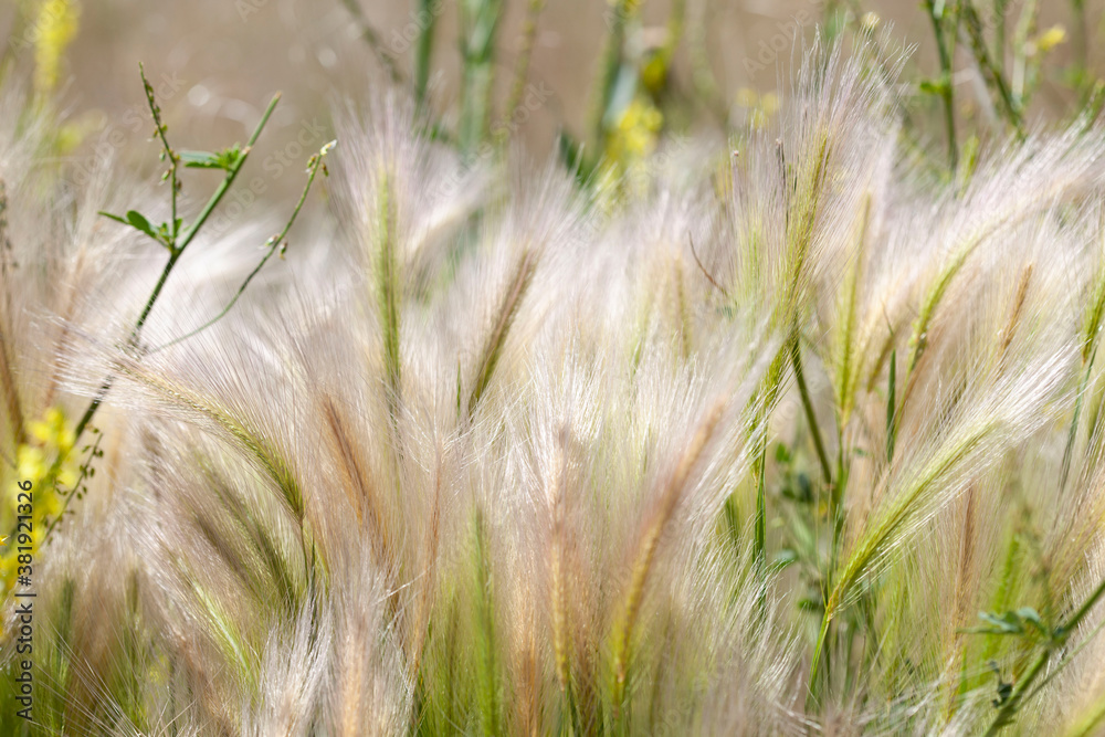 Wild grass