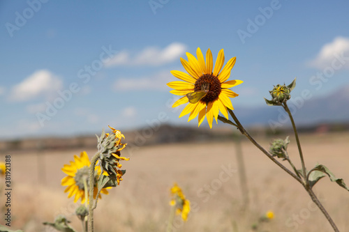 Sunflower in Montana field