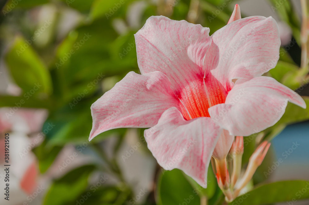 Dipladenia Dipladenia