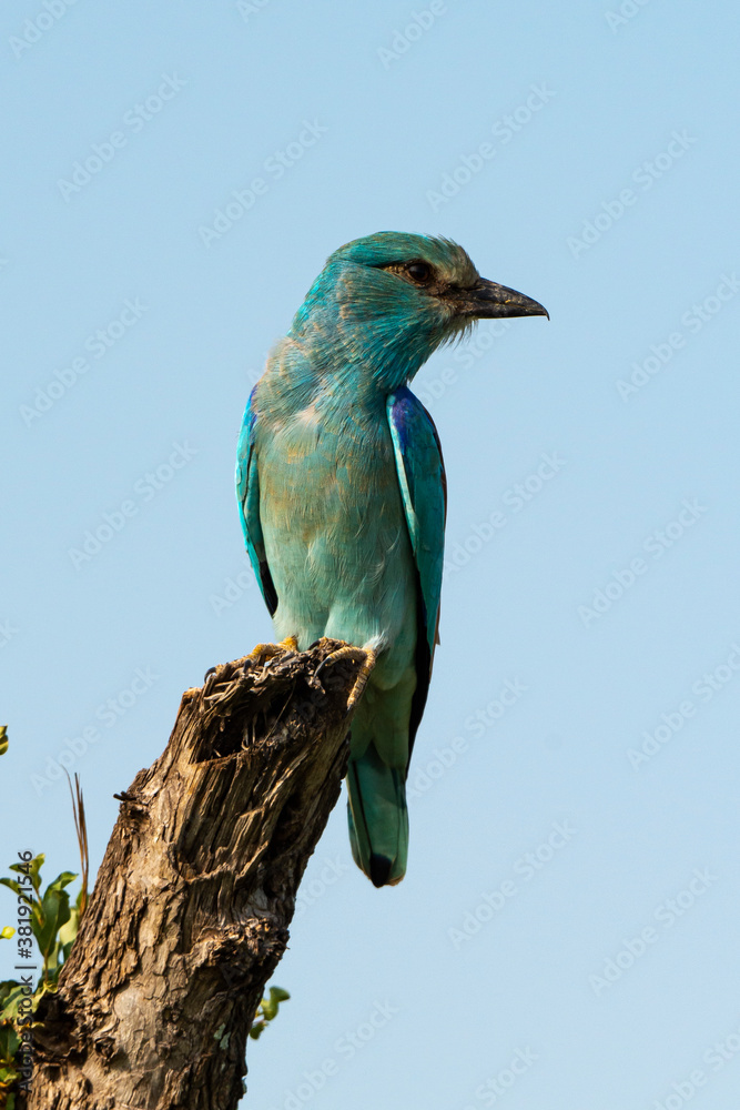 Rollier d'Europe,.Coracias garrulus, European Roller