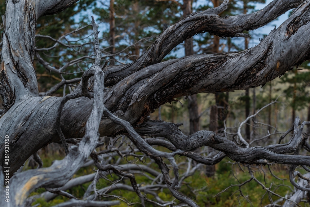 Dry dead gray twisting curves twisted in spiral tree branches after fire, background of Siberia pine forest and blue lake Baikal