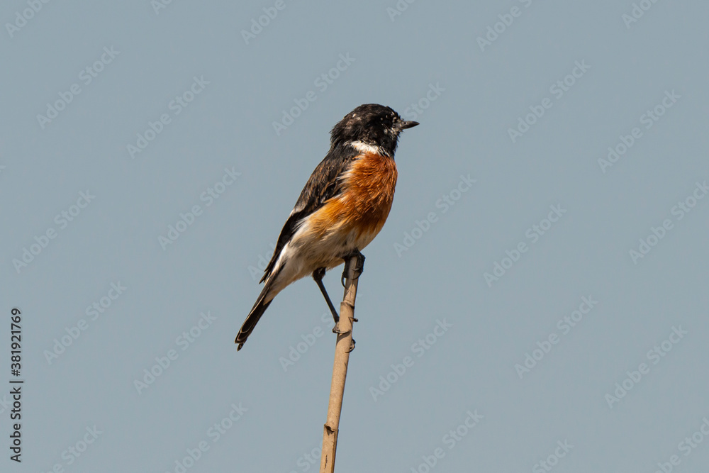 Tarier pâtre, Traquet pâtre, Saxicola rubicola, European Stonechat, male Tarier pâtre, Traquet pâtre, Saxicola rubicola, European Stonechat, male