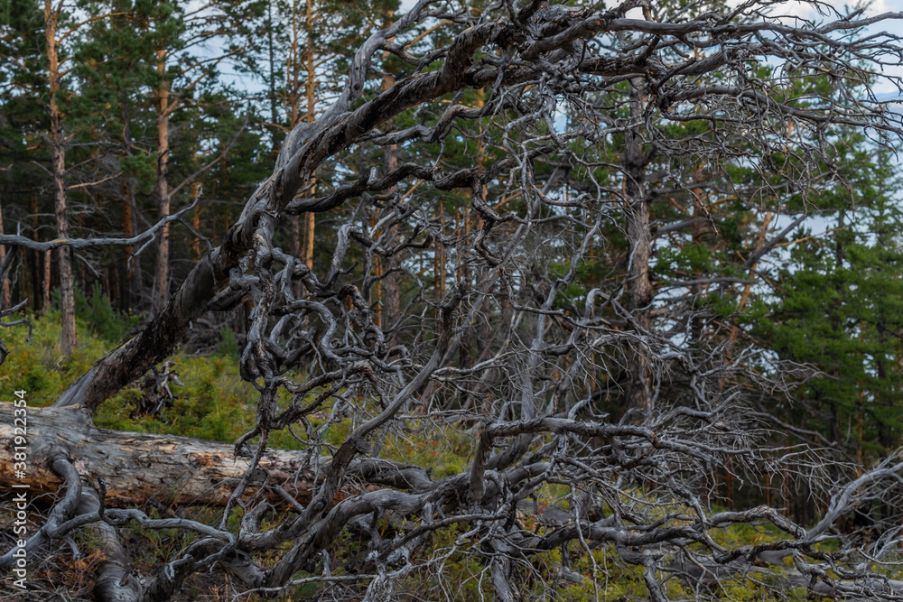 Fototapeta premium Dry dead tree with twisting branches after fire, felled, lies in light grass. Green pine trees forest background. Baikal nature.