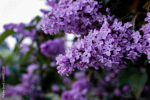 purple flowers on the garden