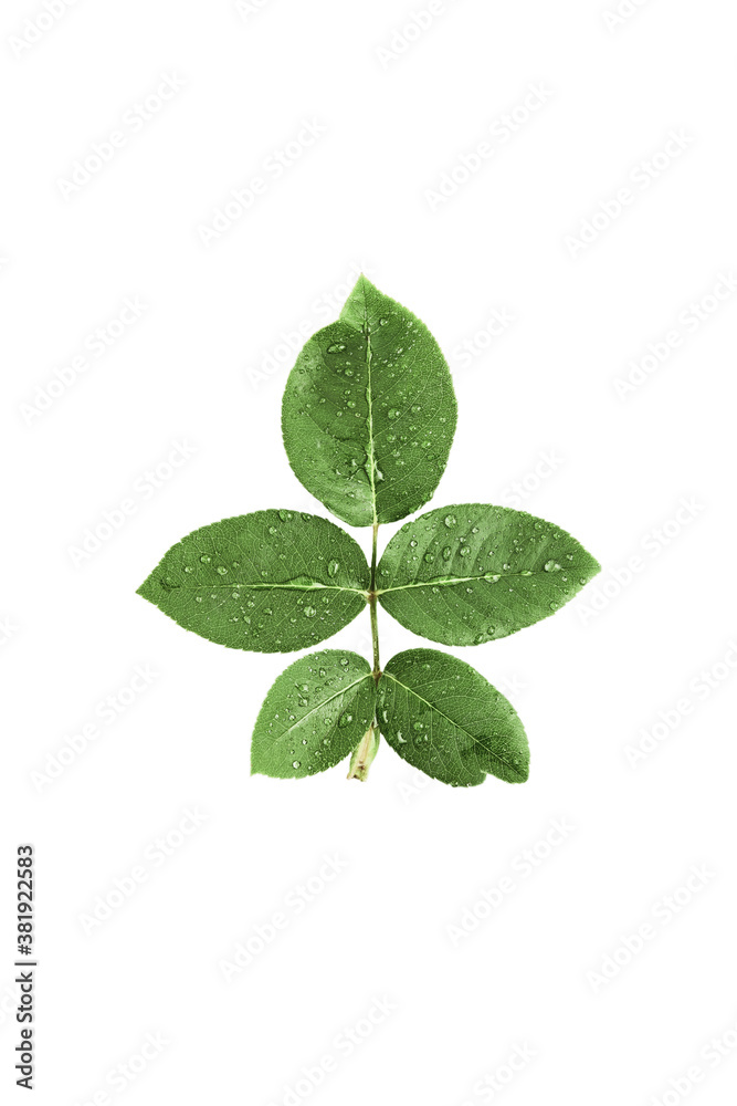 green leaves roses in drops of dew on a white background. an isolated object. top view, minimalistic composition green leaves roses in drops of dew on a white background. an isolated object. top view, minimalistic composition
