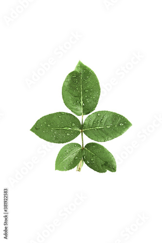 green leaves roses in drops of dew on a white background. an isolated object. top view, minimalistic composition