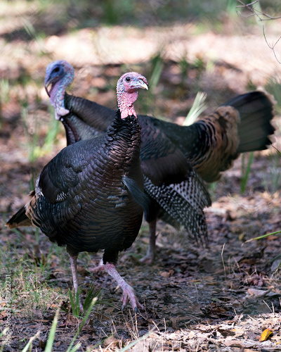 Wild turkey stock photos. Wild turkey couple enjoying its environment and habitat displaying feather plumage, body, in their environment and habitat with a blur background. Image. Portrait. Picture.
