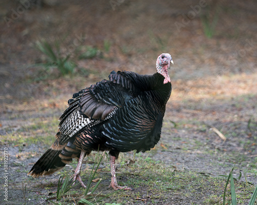 Wild turkey photo stock. Wild turkey close-up profile view in its environment and habitat displaying tail feathers, head, beak, legs, plumage with a blur background. Image. Picture. Portrait.