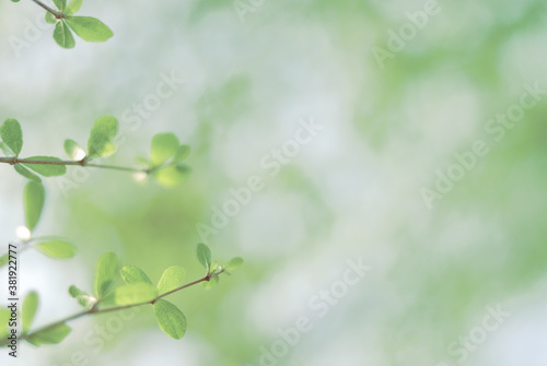 Aesthetic light and color of young green leaves in natural pastel tone morning light. Soft natural image background.