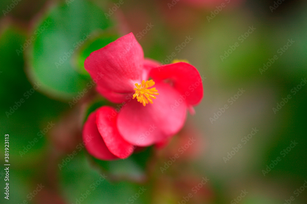 Obraz premium ベゴニア