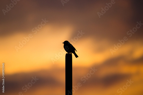 silhouette of a bird perched on a pole against a golden sky at sunset.