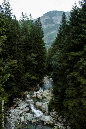forest in the Tatra Mountains