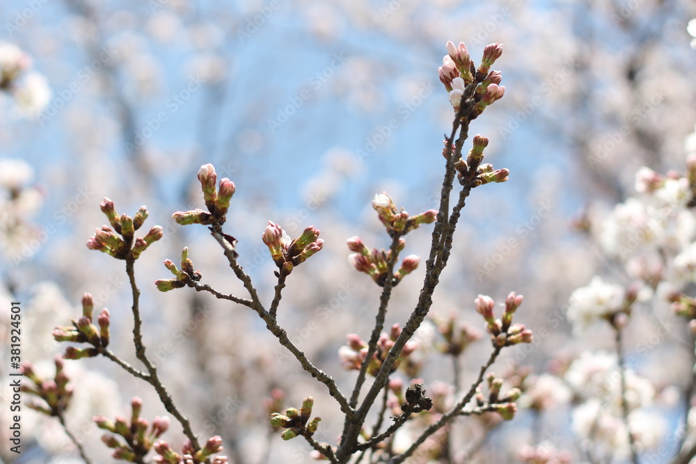 Close up of cute pink sakura (cherry blossom) flower buds, soft focus Close up of cute pink sakura (cherry blossom) flower buds, soft focus