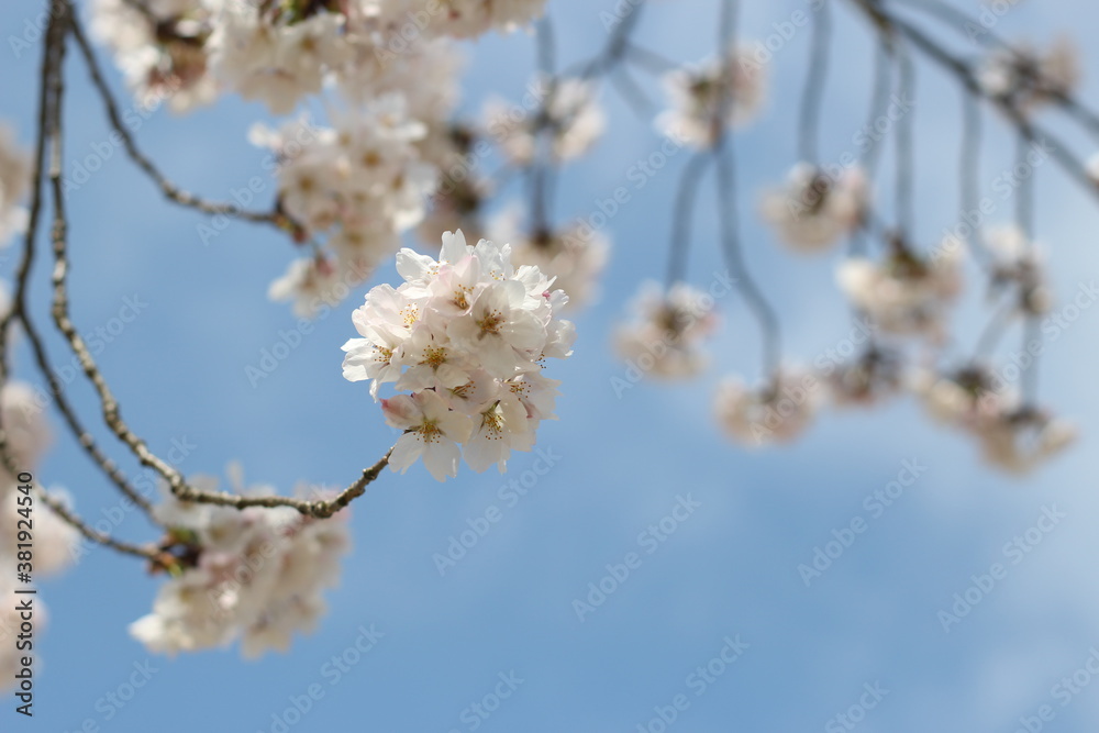 Beautiful and lovely bunches of little pink sakura (cherry blossoms) against blue sky, wallpaper background, soft focus Beautiful and lovely bunches of little pink sakura (cherry blossoms) against blue sky, wallpaper background, soft focus