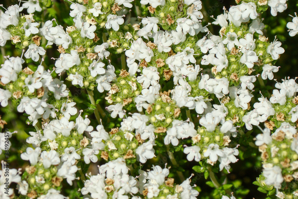 Portuguese Thyme (Thymus carnosus)
